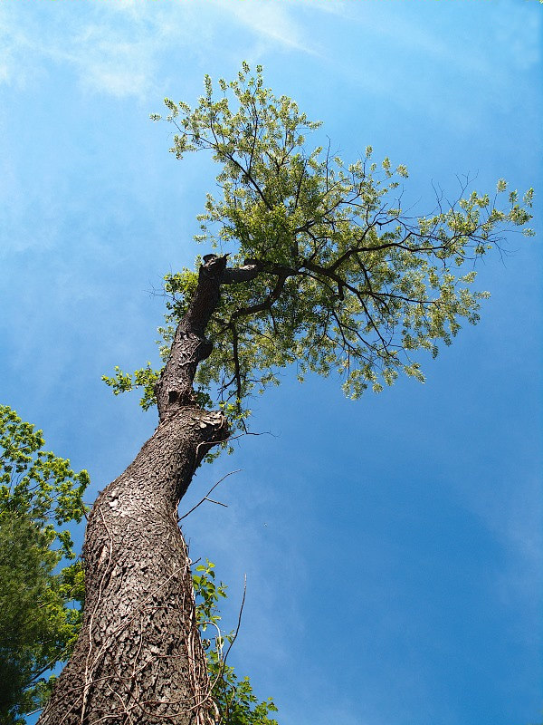 Pruned up -ArtP