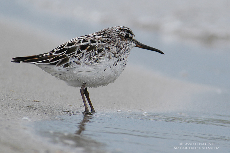 Bcasseau falcinelle - Broad-billed Sandpiper