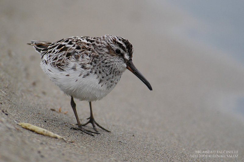 Bcasseau falcinelle - Broad-billed Sandpiper