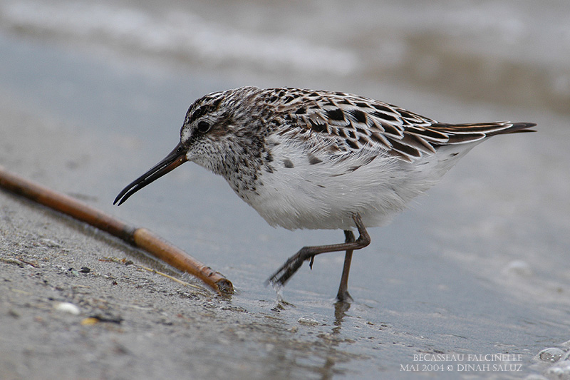 Bcasseau falcinelle - Broad-billed Sandpiper