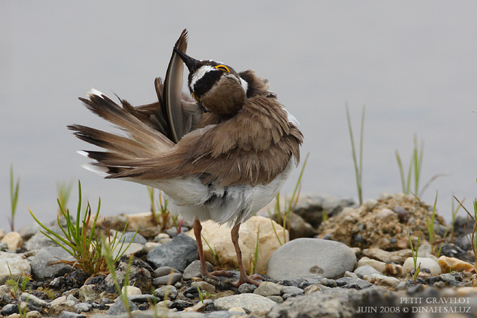 Petit gravelot - Little Ringed Plover