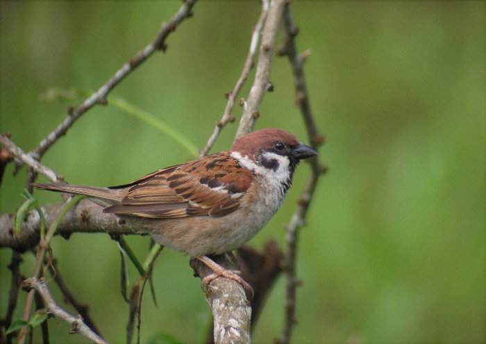 Eurasian Tree Sparrow