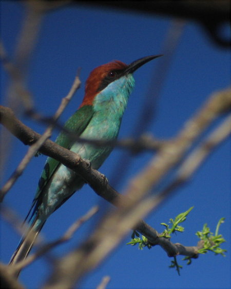 Rufous-crowned Bee-eater