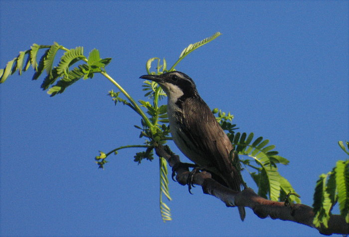 Stripe-sided Rhabdornis