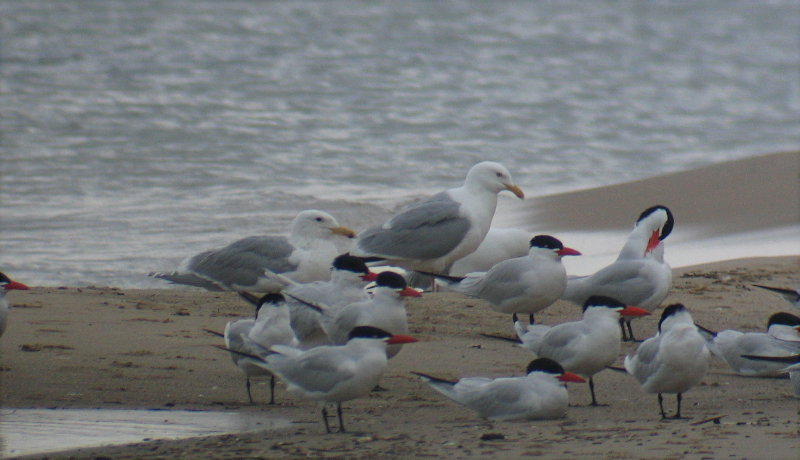 Glaucous-winged Gull, Berrien County, MI