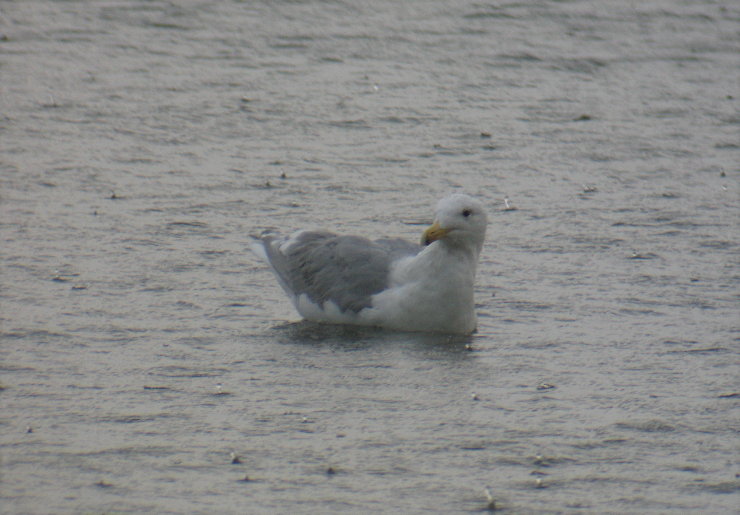 Glaucous-winged Gull, Berrien County, MI