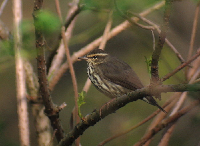Northern Waterthrush