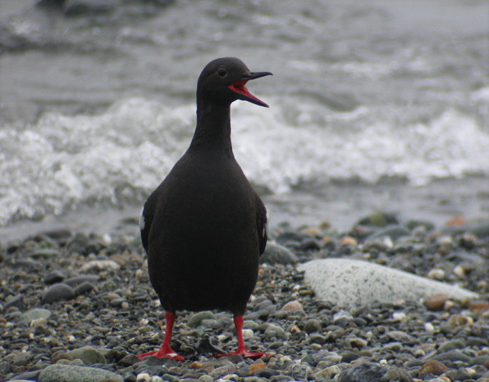Pigeon Guillemot