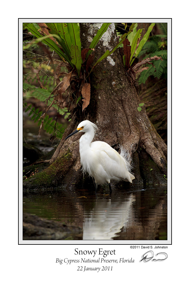 Snowy Egret Cypress.jpg