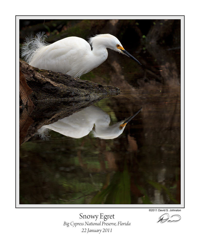 Snowy Egret Reflection.jpg