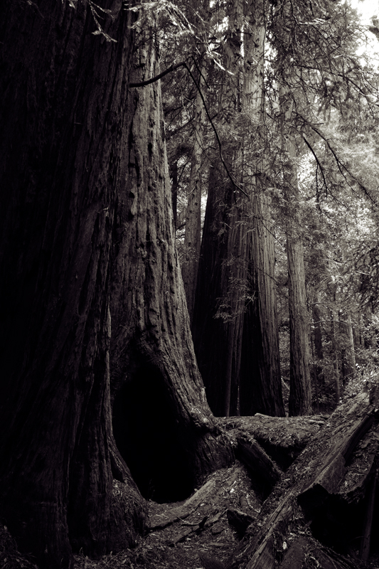 Muir Woods