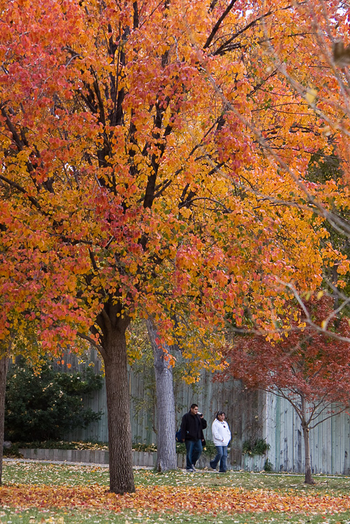 Autumn strollers