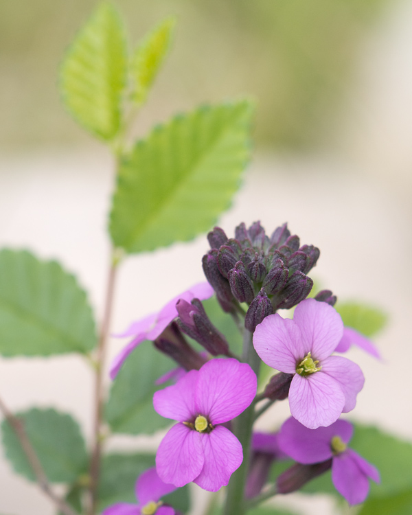 blossoms, buds, and leaves