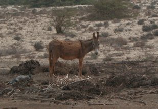 200804_BoaVista_04NotSoWildDonkey.jpg