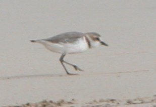 200804_BoaVista_33KentishPlover.jpg