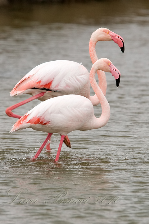 Flamingo (phoenicopterus ruber)