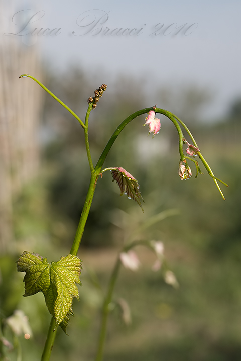 Germoglio