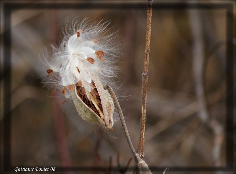 Asclpiade commune (Asclepias syriaca)