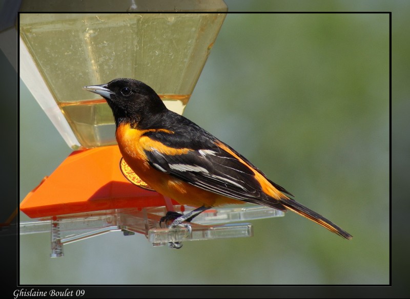 Oriole de Baltimore (Baltimore Oriole)