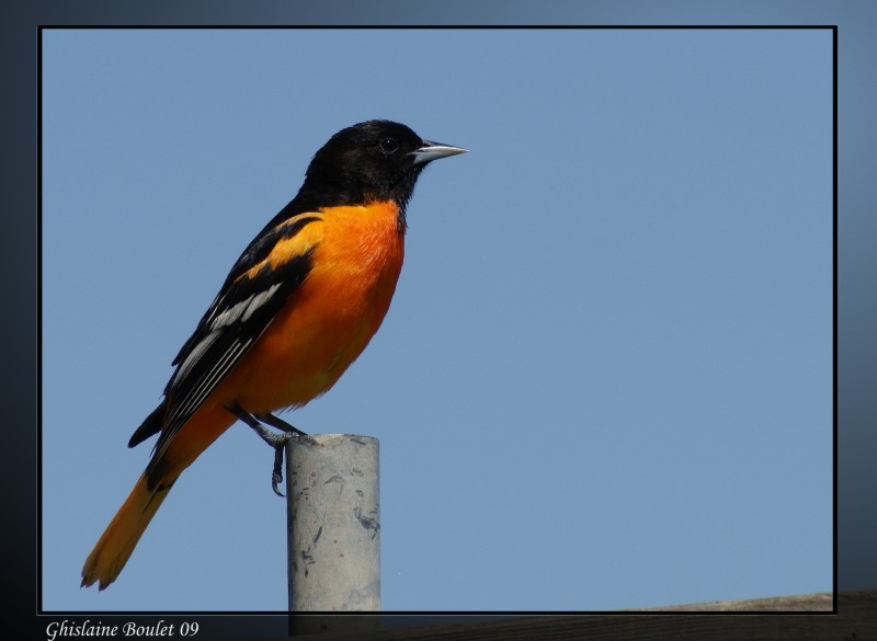 Oriole de Baltimore (Baltimore Oriole)