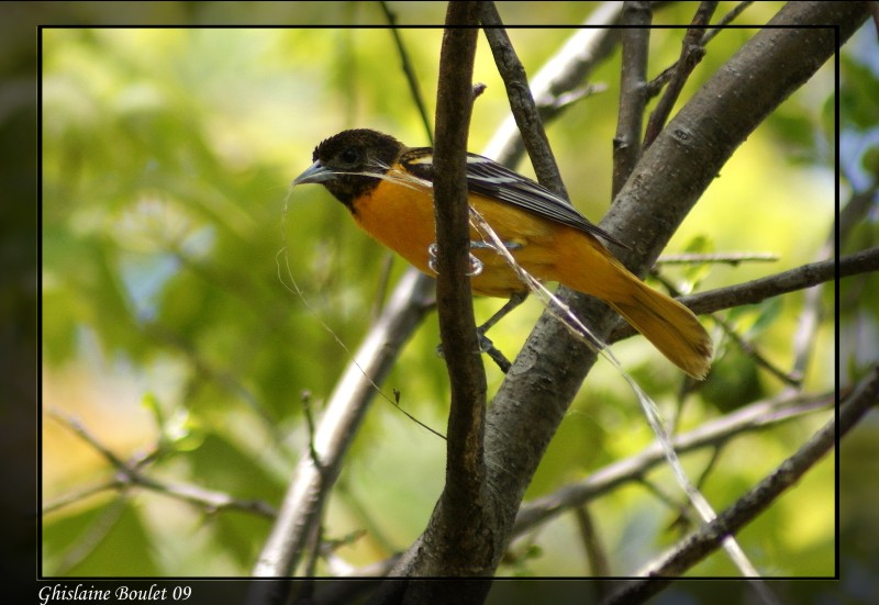 Oriole de Baltimore (Baltimore Oriole)