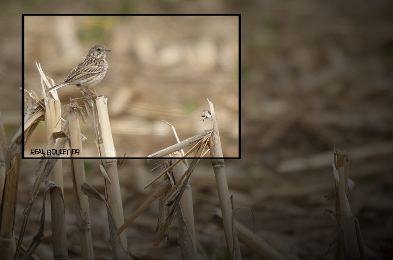 Bruant vesperal (Vesper Sparrow)
