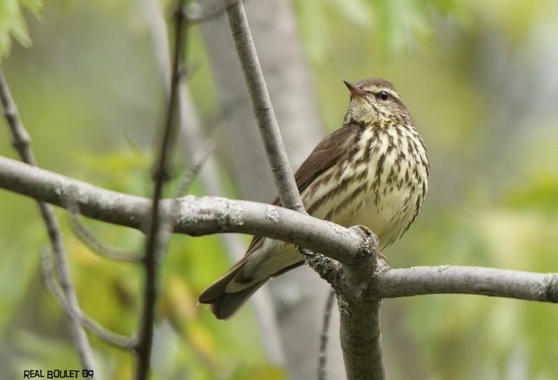 Paruline des ruisseaux (Northern Waterthrush)