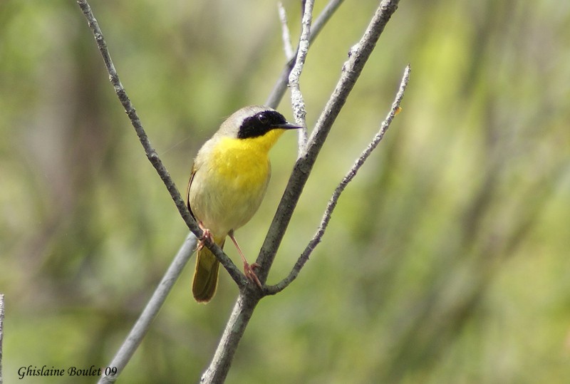 Paruline masque (Common Yellowthroat)