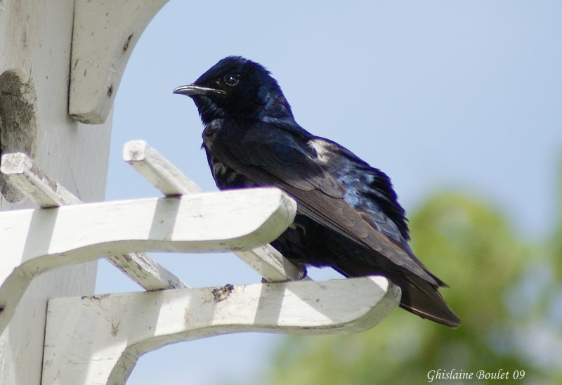 Hirondelle noire (Purple Martin)