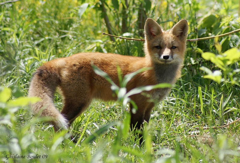 Renard roux (Red Fox)