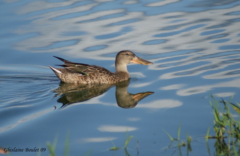 Canard souchet (Northern Shoveler)