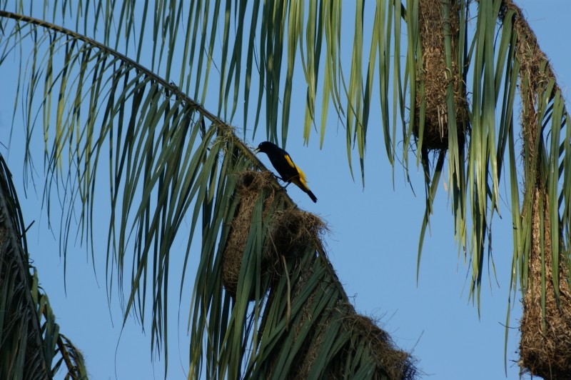Cassique cul-jaune - Cacicus cela - Yellow-rumped Cacique