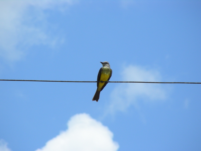 Tyran melancolique - Tyrannus melancholicus - Tropical kingbird