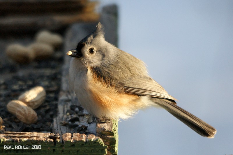 Msange bicolore (Tufted Titmouse)
