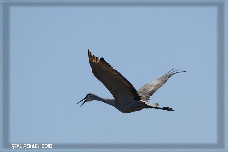 Grue du canada (Sandhill Crane)