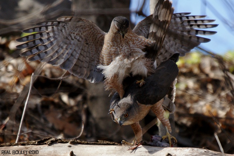 pervier de Cooper (Coopers Hawk)
