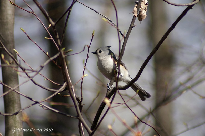 Msange bicolore (Tufted Titmouse)