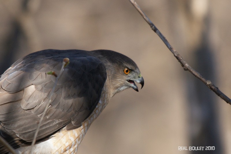 pervier de Cooper (Coopers Hawk)