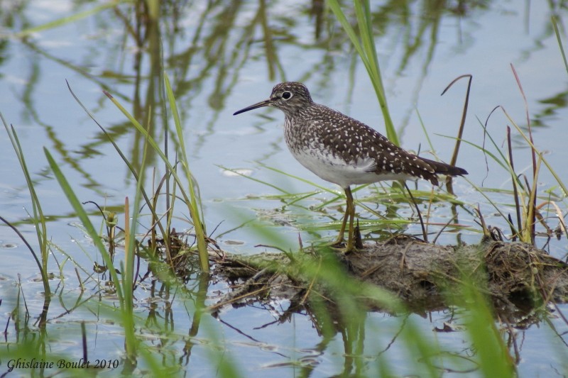 Chevalier solitaire (Solitary Sandpiper)