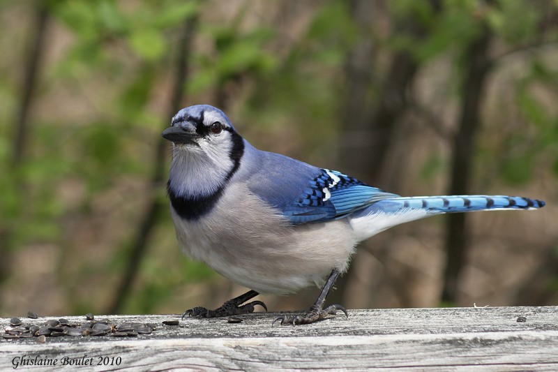 Geai bleu (Blue Jay)