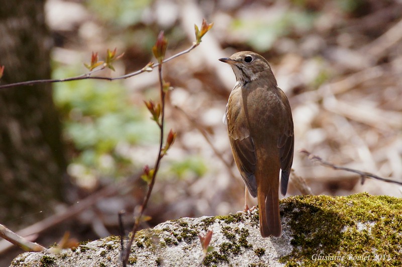 Grive solitaire (Hermit Thrush)