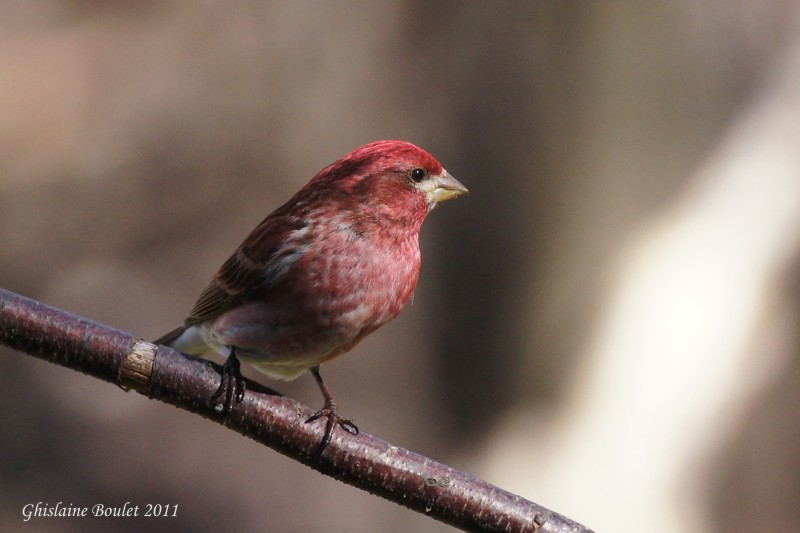 Roselin pourpr (Purple Finch)