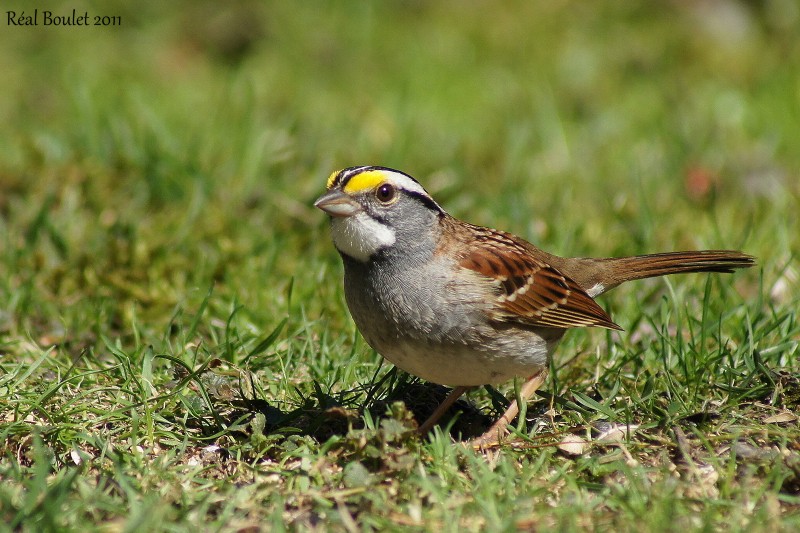 Bruant  gorge blanche (White-throated Sparrow)