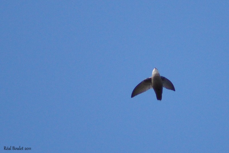 Martinet ramoneur (Chimney Swift)