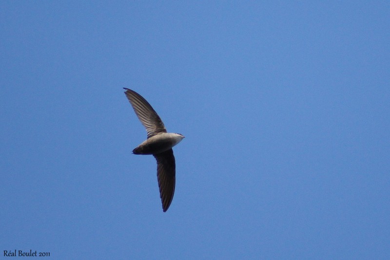 Martinet ramoneur (Chimney Swift)