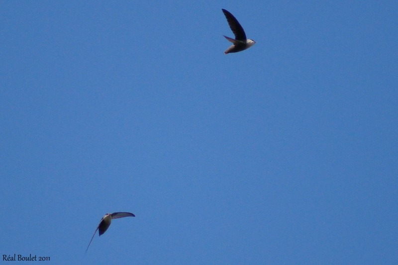 Martinet ramoneur (Chimney Swift)