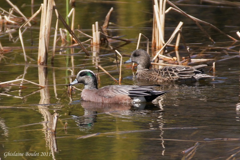 Canard dAmrique (American Wigeon)