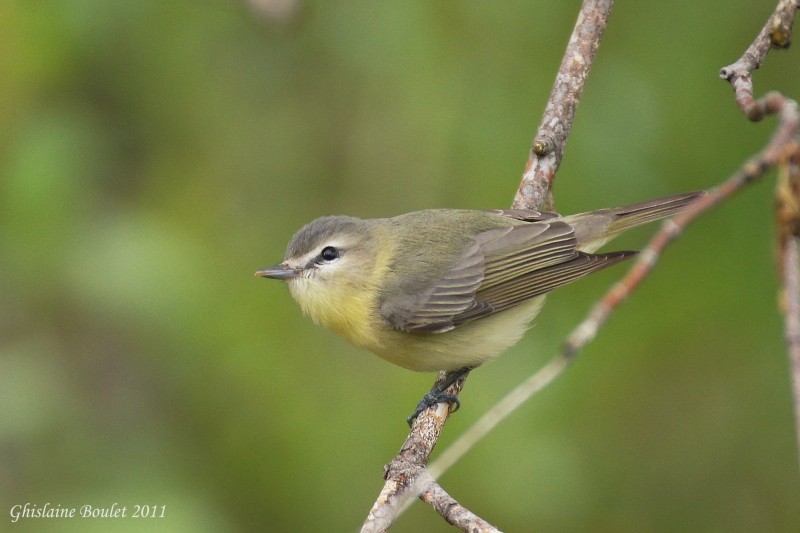 Viro de Philadelphie (Philadelphia Vireo)