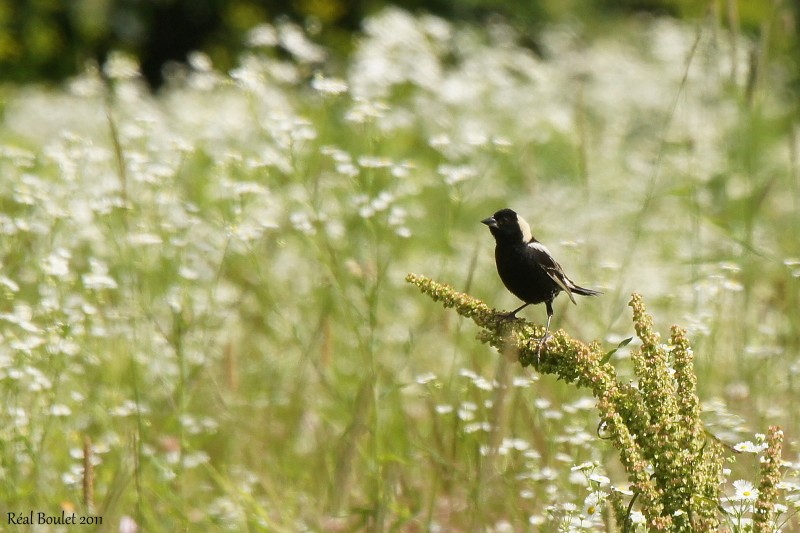 Goglu des prs (Bobolink)