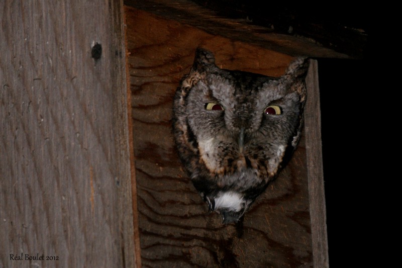 Prt pour la chasse!